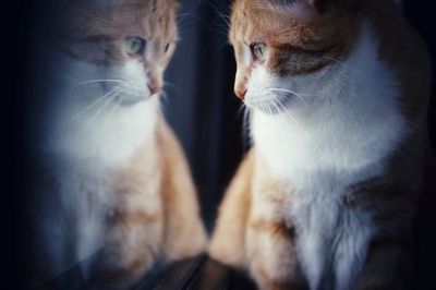 Close-up of cat looking at reflection while sitting by window at home