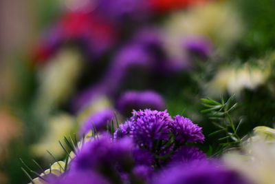 Close-up of purple flowering plant