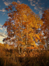 View of autumnal trees against sky