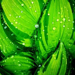 Full frame shot of wet leaves