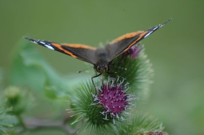 Close-up of butterfly pollinating on purple flower