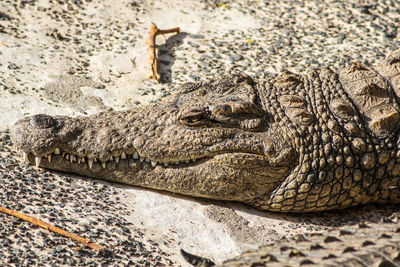 Close-up of a reptile on the ground