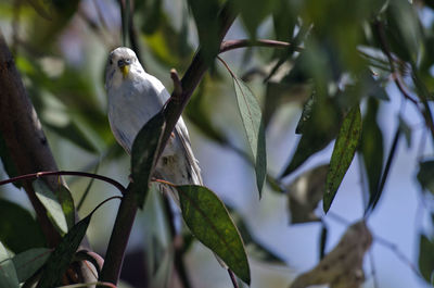 Close-up of bird perching on branch