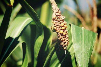 Close-up of corn on field