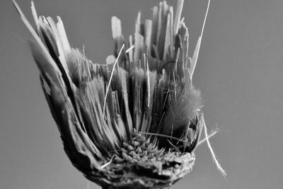 Close-up of dried plant