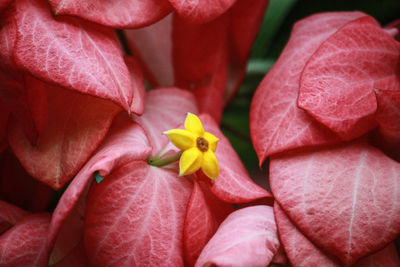 Close-up of pink rose flower