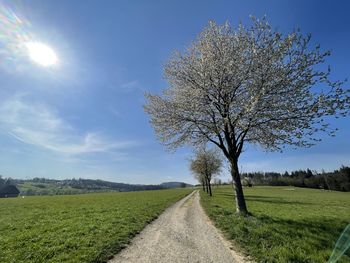 Tree on field against sky