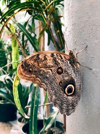 Close-up of butterfly on plant