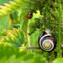 Beetle and snail on plant