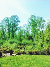 Trees growing on grassy field