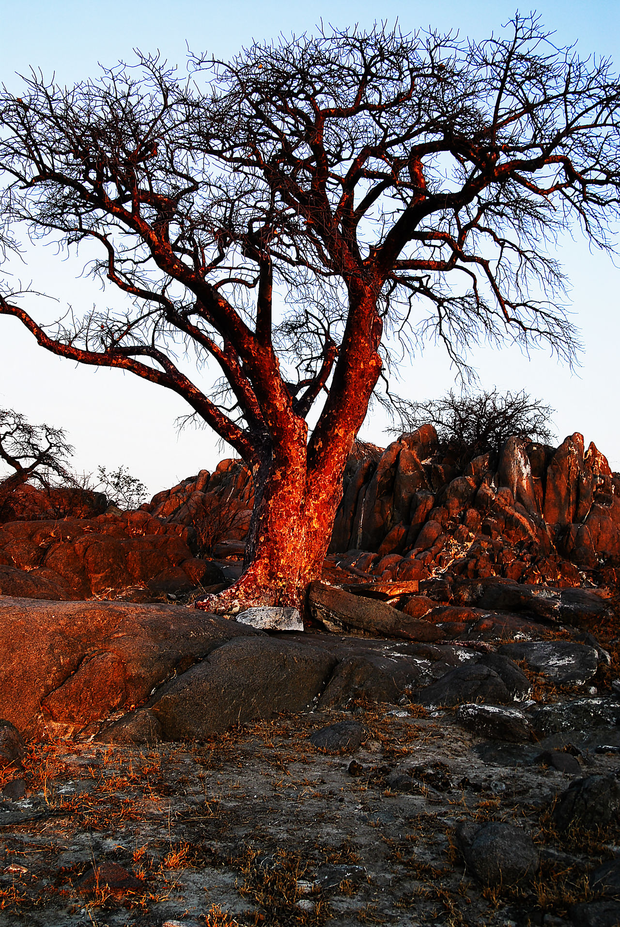 Rock desert