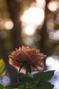 Close-up of red rose flower