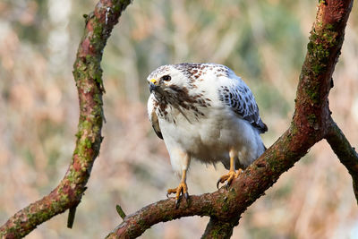 Beautiful white buzzard sits lurking on a tall pine tree in forest