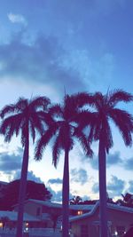 Low angle view of palm trees against sky