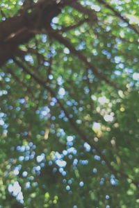 Low angle view of tree branches