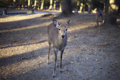Portrait of lion on field