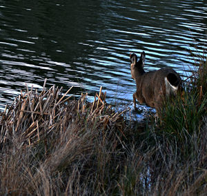 Dog in pond