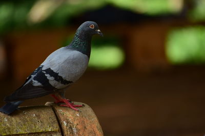 Close-up of bird perching outdoors