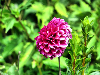 Close-up of pink flowering plant