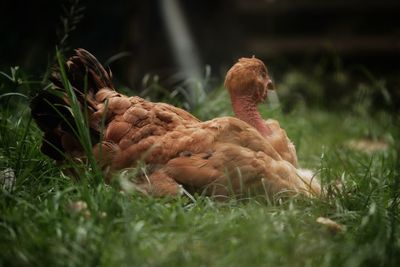 Close-up of a chicken on grassy field