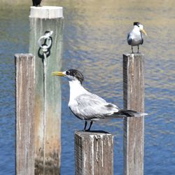 Terns perching on wooden posts in sea during sunny day