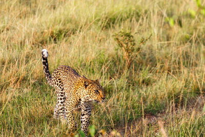 Side view of a cat