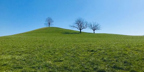 Bare tree on field against clear sky