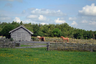 Horse standing on field against sky