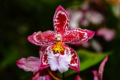 Close-up of butterfly on pink flower
