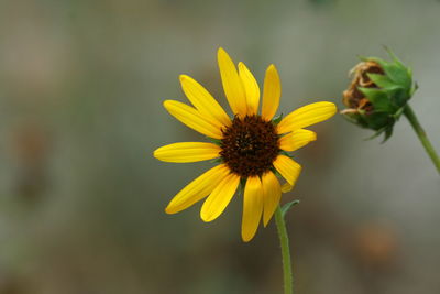 Close-up of yellow flowering plant