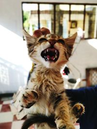 Close-up of cat yawning