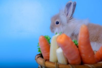 Close-up of baby eating food