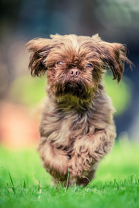 Portrait of shih tzu running on grassy field