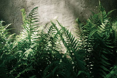 Low angle view of fern leaves