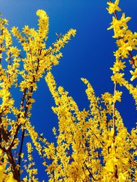 Low angle view of flowers blooming against clear blue sky