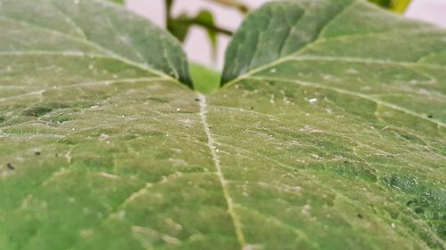 Close-up of green leaves