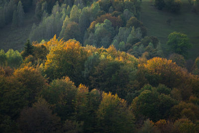 High angle view of pine trees in forest during autumn