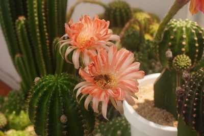 Close-up of succulent plant in flower pot