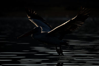 Close-up of bird flying over lake