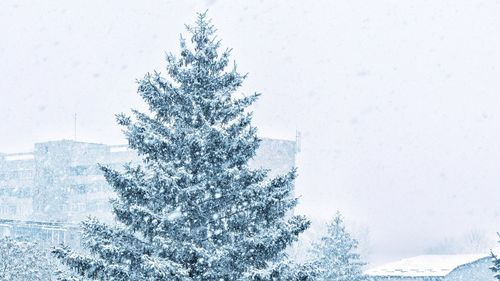 Snow covered trees