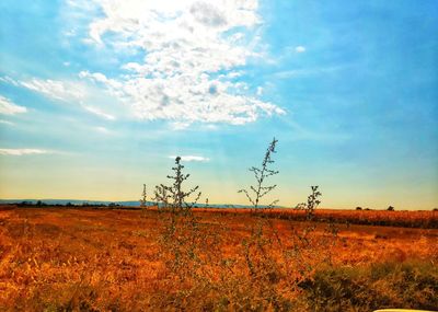 Scenic view of field against sky