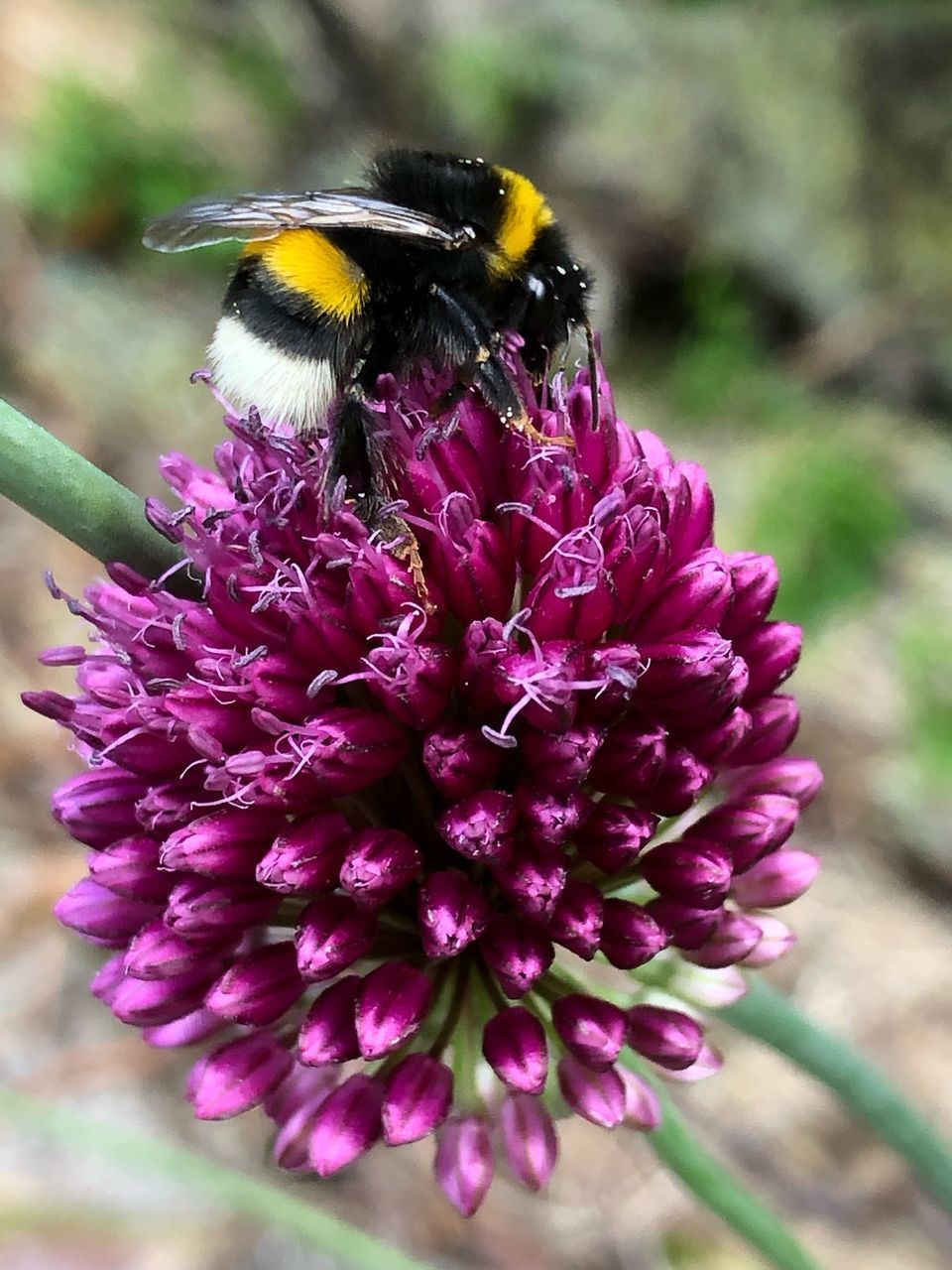 CLOSE-UP OF BEE POLLINATING FLOWER