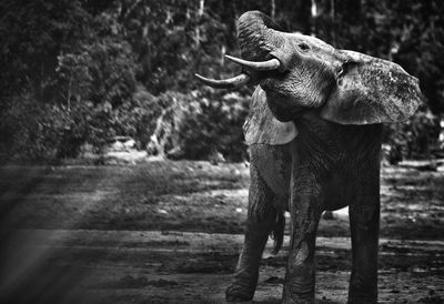 Forest elephants (loxodonta africana cyclotis) in dzanga bai.dzanga-sangha