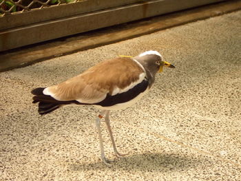 Close-up of bird