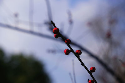 Close-up of red berries growing on tree against sky