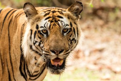 Close-up portrait of a tiger