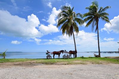 Horse cart on palm tree by sea against sky