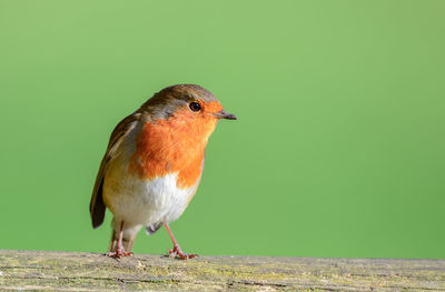 Robin, erithacus rubecula, perched on a gate.