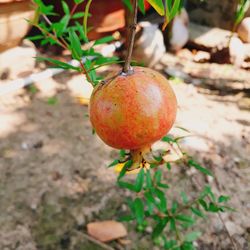 Close-up of apple on tree