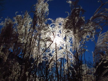 Low angle view of trees against clear sky